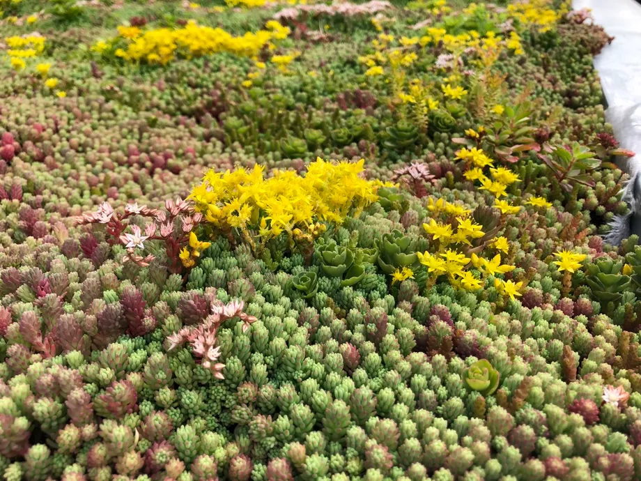 Icopal Sedum Begrünung